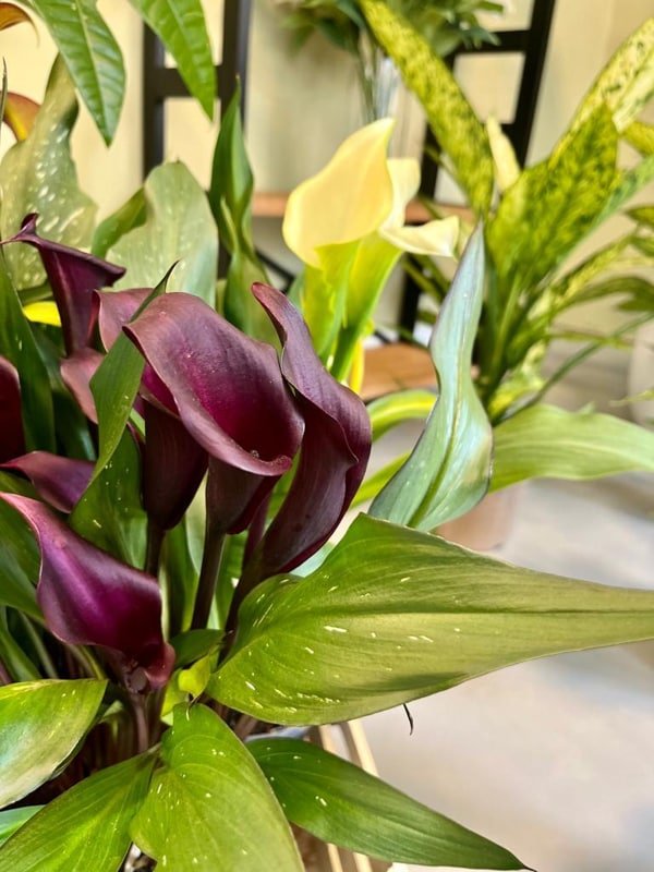 4 dlirio artesania floral flores daimiel calas